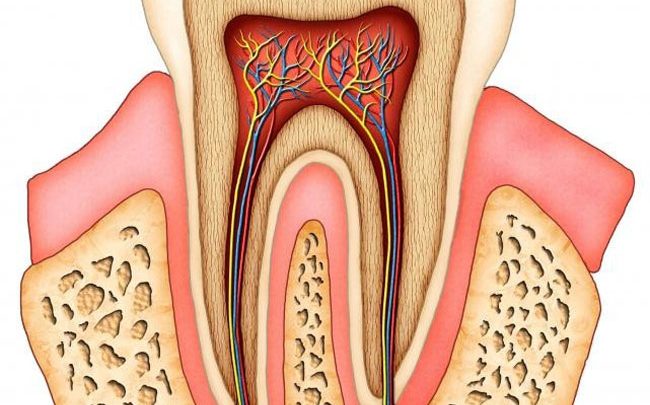 آناتومی دندان ها